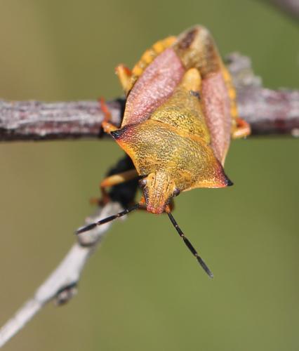 Carpocoris mediterraneus atlanticus